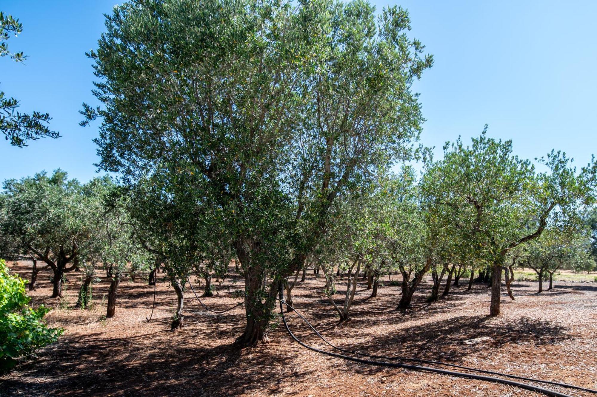 فيلا Trullo La Quercia أوستوني المظهر الخارجي الصورة